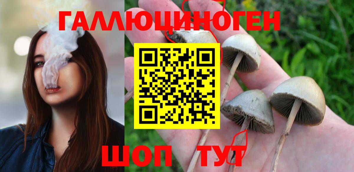 Псилоцибиновые грибы Cubensis Алейск